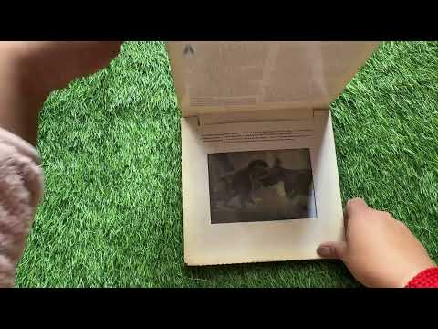 Dinosaur A Photicular Book