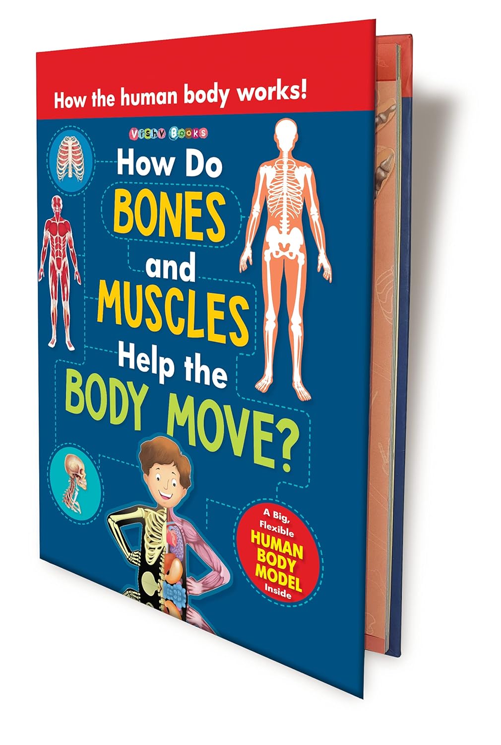 How Do Bones And Muscles Help The Body Move?(Concept Pop-up)